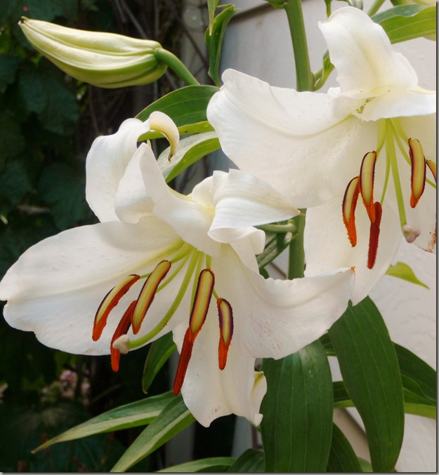 lilies 004