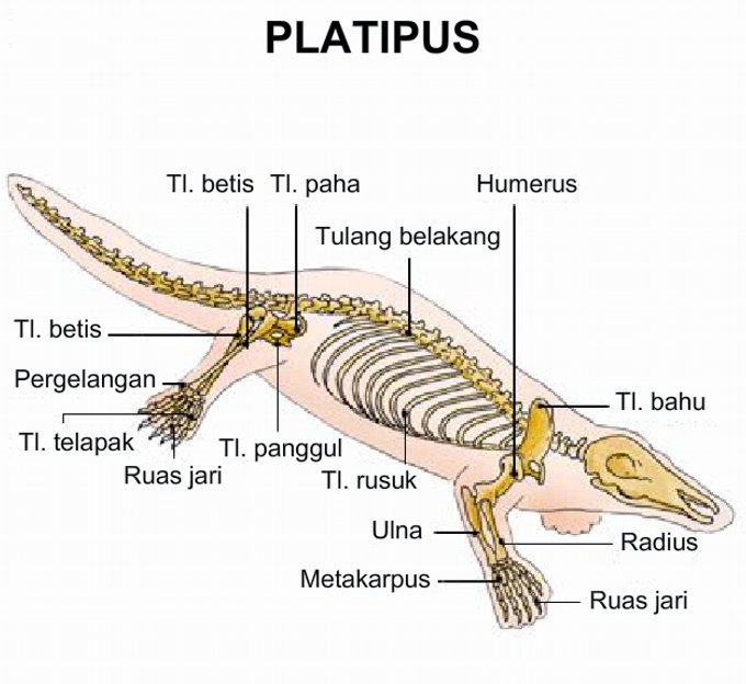 Anatomi Rangka  Vertebrata BIOLOGIPEDIA