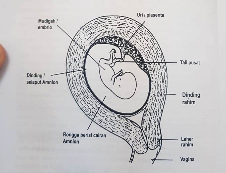 Keajaiban Rahim Ibu Perspektif Al-Qur'an