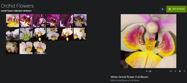  Purchase Orchid Prints