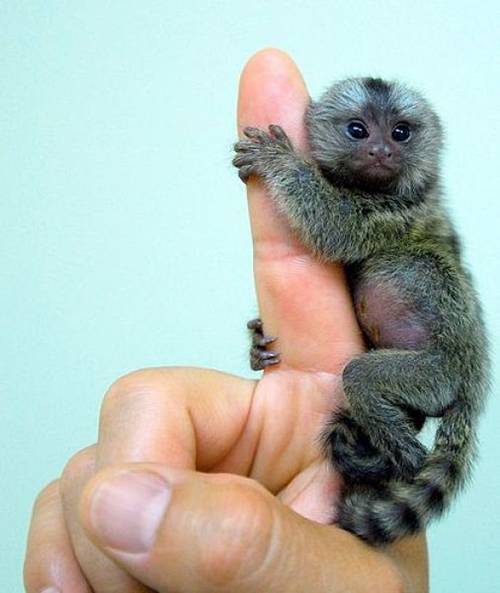 very Finger+monkey+facts