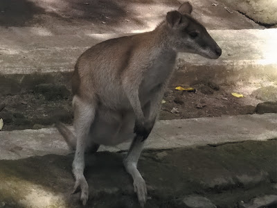 foto wallaby di kebun binatang gembiraloka 03