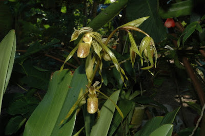 Paphiopedilum kolopakingii orchid plant care and culture