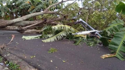 Hujan Disertai Angin Kencang Akibatkan Pohon Tumbang dan Rumah Rusak di Pinrang