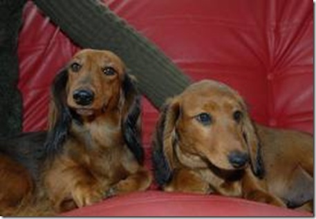 Salchicha Pelo Largo Dachshund
