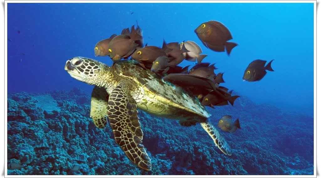 sea turtle wallpaper. turtle wallpaper