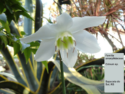 Nome científico: Crinum sp. Nomes Populares: Açucena-da-água, Açucena-do-brejo, Cebola-cecém, Crino-branca. Família: Amaryllidaceae