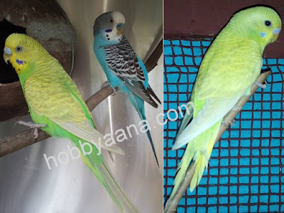 budgerigar / budgies parrot