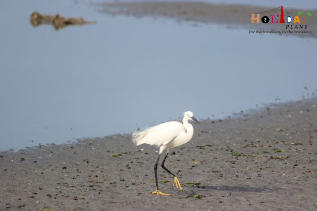 migratory birds in dhanushkodi