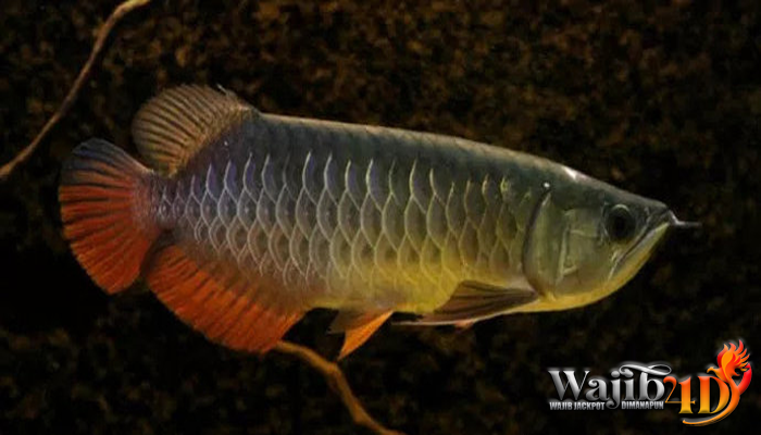 Jenis Ikan Arwana Di Indonesia