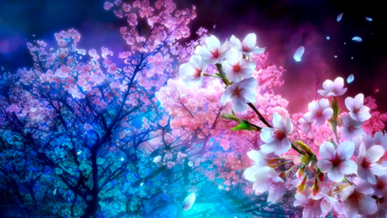 Beautiful Cherry Blossom Tree Flower Wallpaper Wallpapers Gallery