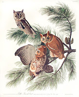 Audubon Birds Of America