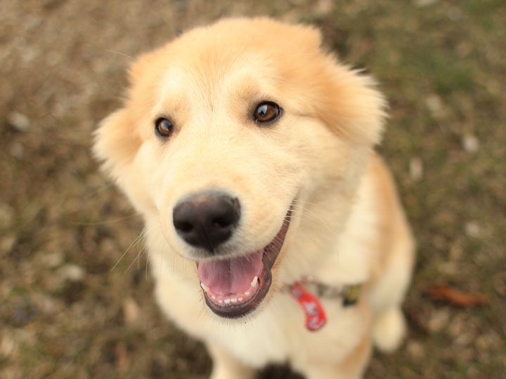 Golden Retriever German Shepherd Husky Mix