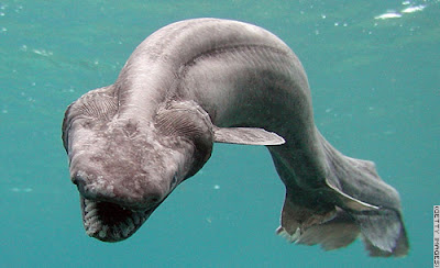 binatang laut paling aneh