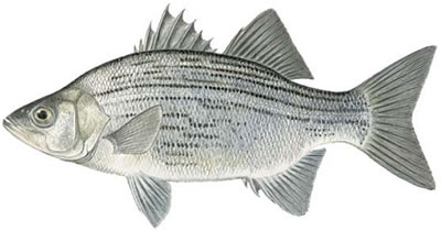 White Bass (Morone chrysops)