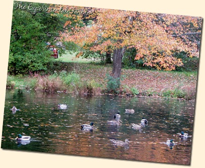 Duck Pond