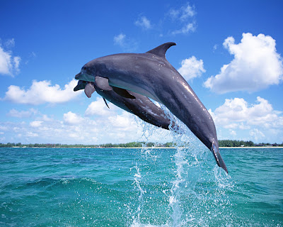 dolphins wallpapers. dolphin wallpapers. dolphin