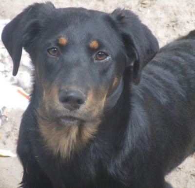 Borador (Border Collie Labrador Retriever mix) Temperament, Size, Lifespan, Adoption