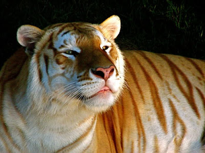 Unusual Golden Tabby Tiger Seen On www.coolpicturegallery.us