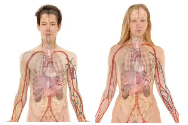 75 Fatos Incríveis Sobre o Corpo Humano: Descobertas Surpreendentes da Fisiologia