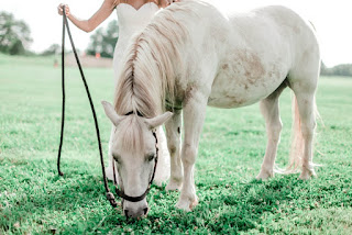 How to groom a horse