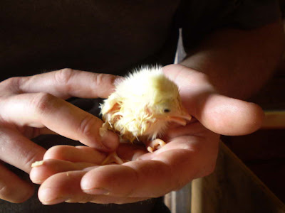 tornado alley imax cincinnati. baby chicks for sale.