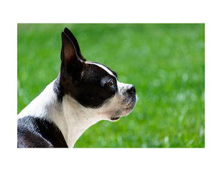 Boston Terriers are intelligent dogs that respond well to positive reinforcement training methods. Early training in basic obedience commands such as "sit," "stay," and "come" will help establish a strong bond between you and your dog.