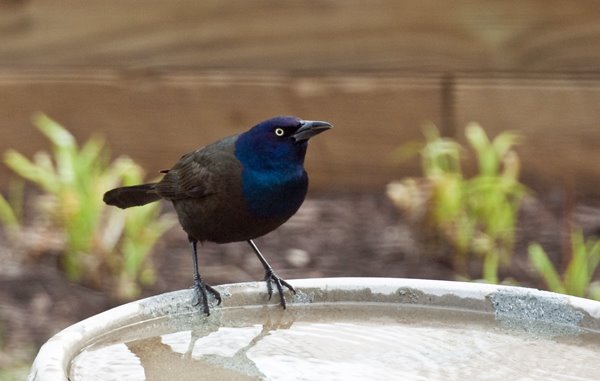 common grackle flight. house Common Grackle common