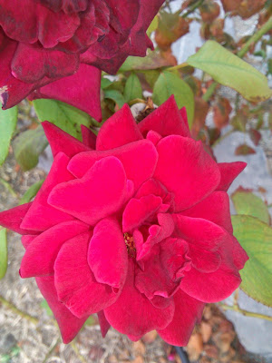 rosa roja