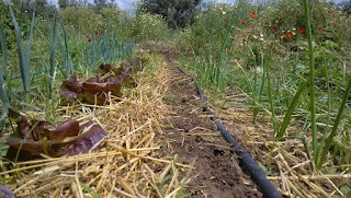 puerros, lechuga, cebolla, zanahorias, rabanos, paja, riego