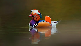 duck-image
