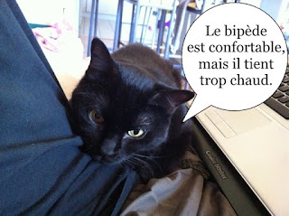 Chatte noire sur les genoux d'un humain.