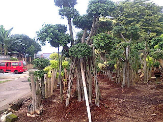 http://mulyaasritaman.blogspot.com/2015/05/tukang-pohon-bonsai-taman-pohon-bonsai.html