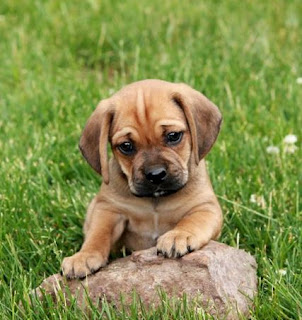 Best Puggle Puppies For Sale Long Island New York www.BestPuppiesForSale.org (631) 644-0326