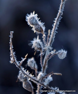 Frost, 11/29/10 Great Meadows - Concord