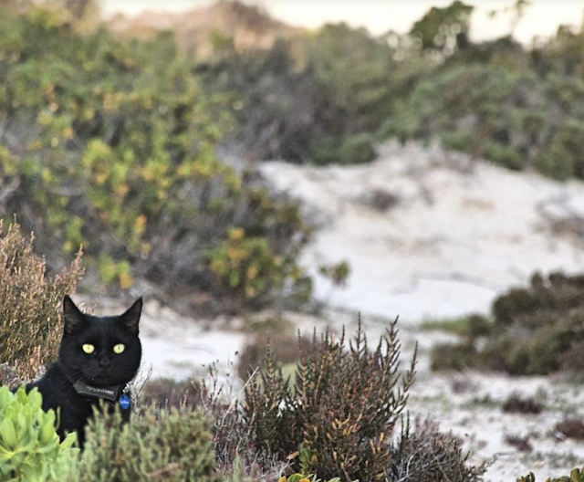  Guy equal Job and Sells Everything He Owns simply to Travel along with his Cat   