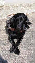 black Lab in harness with paws crossed