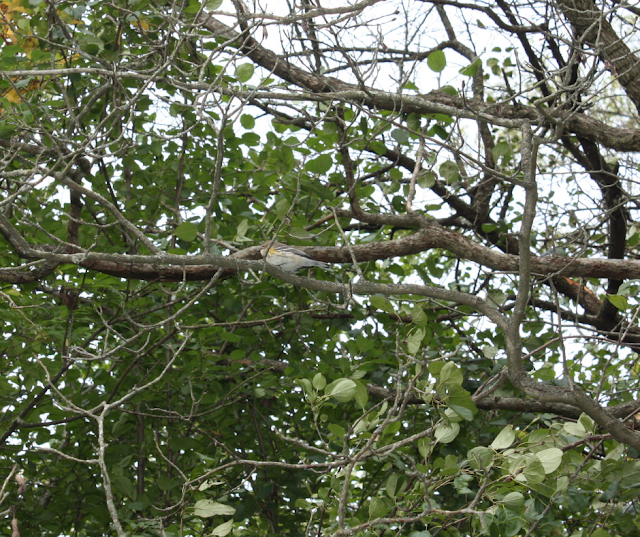 Yellow rumped warbler at Blackwell Forest Preserve.