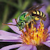 Have you seen the green bee by picture very magnificence and Information