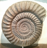 Ammonites del Museo de Lyme Regis