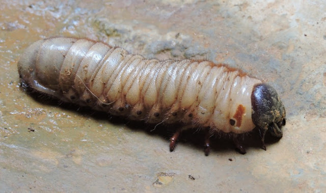larva de escarabajo hércules