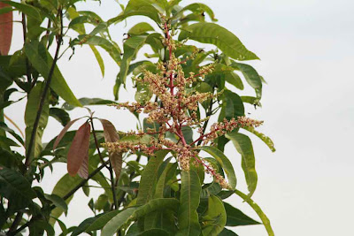 mango flower, mango tree, mangifera indica