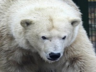 Kutup ayısı cep telefonunun ışığından ürkünce de