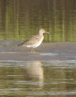 Willet