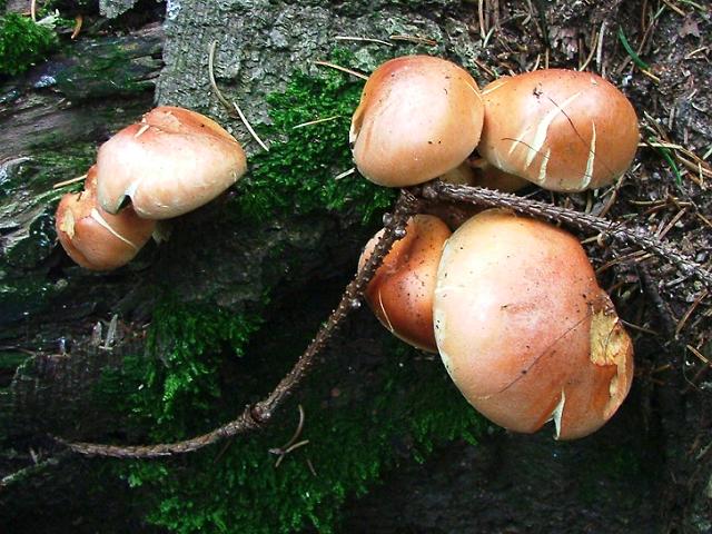 Hypholoma sublateritium