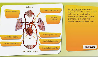 http://www.primaria.librosvivos.net/archivosCMS/3/3/16/usuarios/103294/9/6EP_Cono_cas_ud5_circulacion_208/frame_prim.swf
