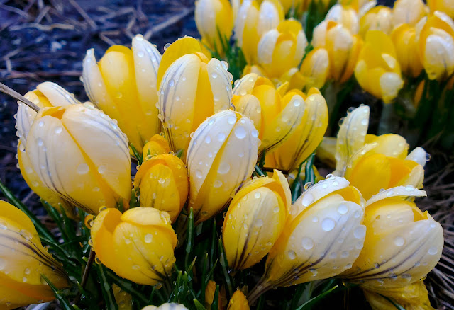 yellow crocuses