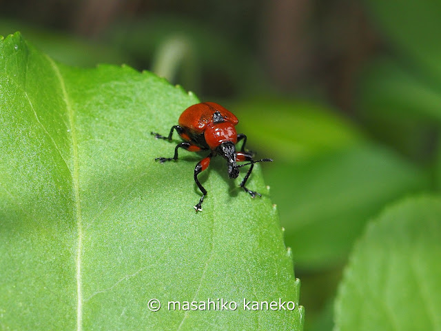 アシナガオトシブミ♀