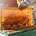 Δήμος Ιωαννιτών: Πρόγραμμα κατάρτισης στη μελισσοκομία Που υποβάλλουν την αίτησή τους οι ενδιαφερόμενοι