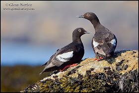 arao colombino Cepphus columba